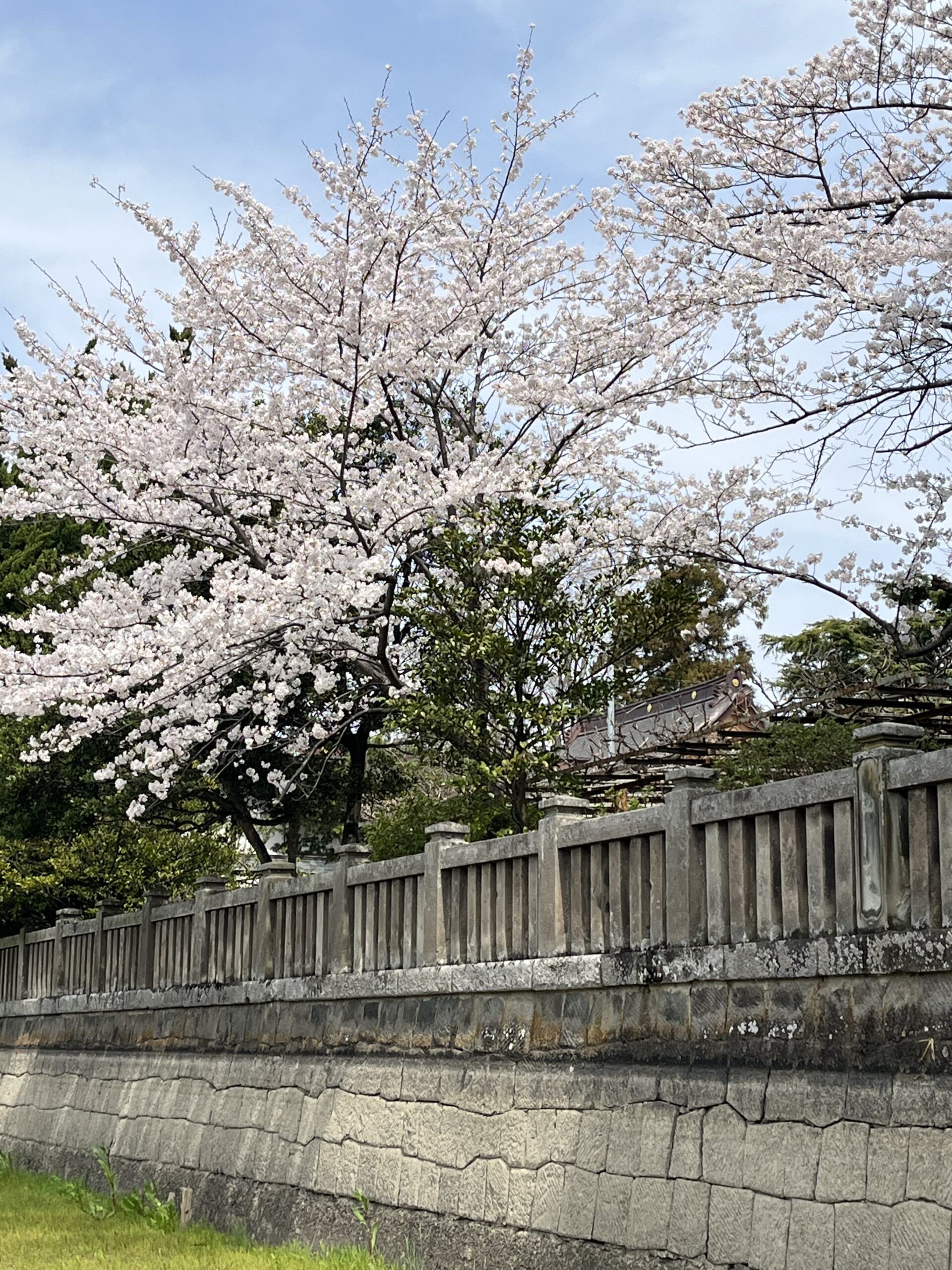 桜 満開！！ – 一陽来福 武蔵第六天神社
